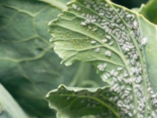 Засіб від попелиці, який працює: є у кожній аптечці