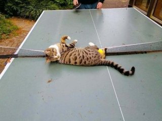 Кот, принимавший «активное» участие в игре в настольный теннис, стал звездой