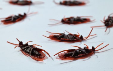 Спасаем дом! Как легко и быстро избавиться от тараканов и других вредителей