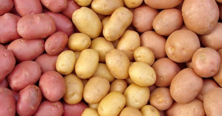 Найкращі сорти ультраранньої картоплі, які не бояться посухи