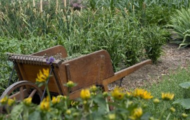 5 квітів, які цвітуть усе літо: садівниця назвала найкращі багаторічники