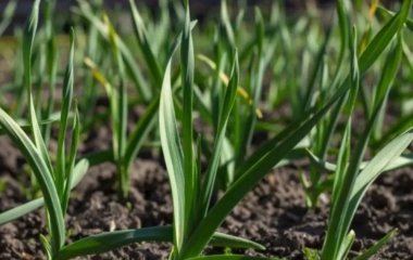 Це потрібно зробити вже зараз: чим підживити часник у травні, щоб зібльшити врожай на 30%