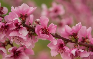 Чим обприскати персик під час квітіння, щоб не нашкодити бджолам, але віднадити шкідників