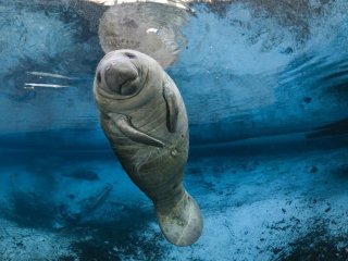 Собаку, що мирно плавав у воді, страшенно злякав стадо ламантинів