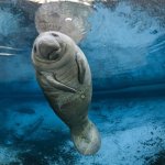 Собаку, мирно плававшую в воде, страшно испугало стадо ламантинов