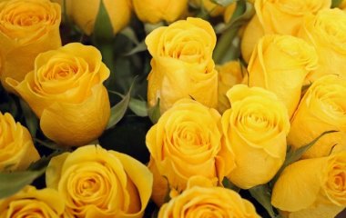 Не даруйте їх коханим: квіти, які суворо заборонені на 14 лютого