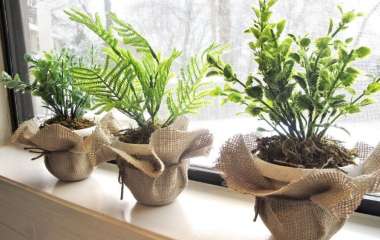 Зеленый дом: быстрорастущие комнатные растения