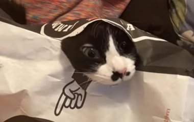 Котик залез в бумажный пакет и рассмешил пользователей Сети