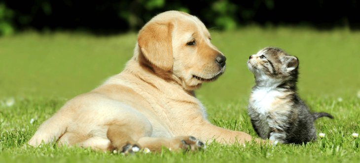 Неразлучные кот и собака завоевали любовь Instagram (ВИДЕО)