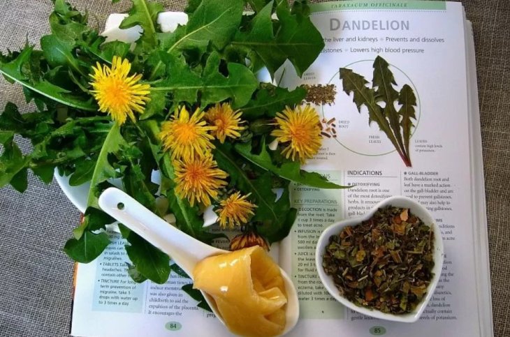 Як почистити печінку за допомогою напою з кореня кульбаби