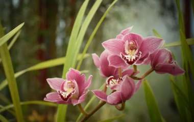 Свет, вода и никаких сквозняков: 6 простых правил ухода за орхидеей