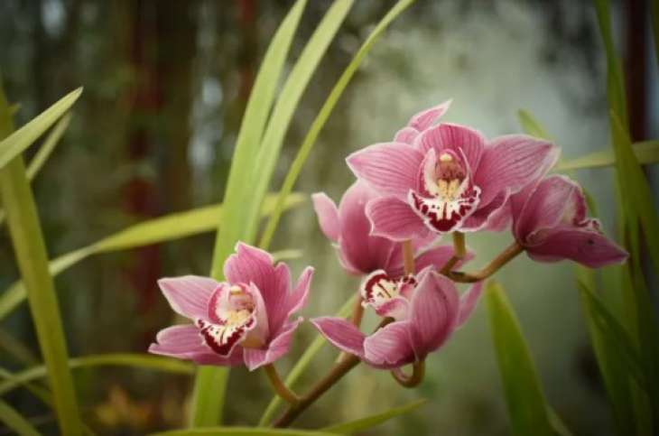 Свет, вода и никаких сквозняков: 6 простых правил ухода за орхидеей