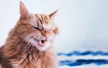 Кошка вздремнула в детской колыбельке и покорила YouTube (ВИДЕО)