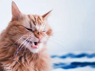 Кошка вздремнула в детской колыбельке и покорила YouTube (ВИДЕО)