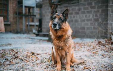 Чтобы привлечь внимание хозяйки, пёс научился звонить в дверь (ВИДЕО)