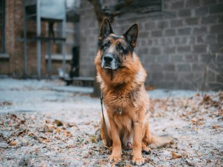 Чтобы привлечь внимание хозяйки, пёс научился звонить в дверь (ВИДЕО)