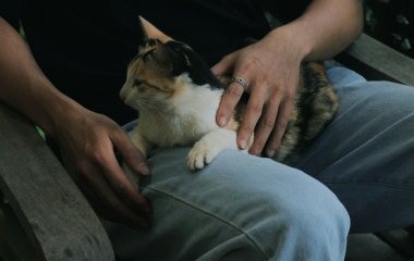 Чому потрібно гладити кота перед сном: ветеринари назвали несподівану користь