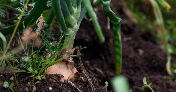 8 овочів, стійких до хвороб: що посадити для врожаю без зайвого клопоту