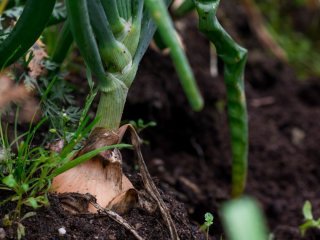 8 овочів, стійких до хвороб: що посадити для врожаю без зайвого клопоту