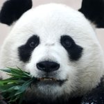 Маленькая панда покорила YouTube (ВИДЕО)