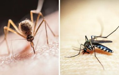 Названы 5 самых эффективных народных средств, которые помогут отпугнуть комаров