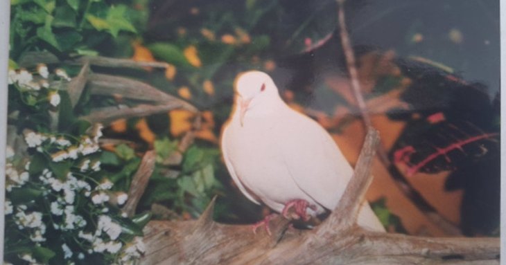 Найстаріший голуб у світі прожив понад 44 роки — фото