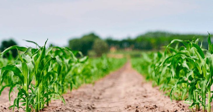 Як та коли садити кукурудзу: технологія вирощування крок за кроком