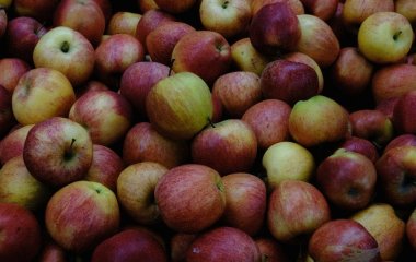 Яблука, які не псуються до весни: свіжі, соковиті та солодкі, наче щойно зірвані з дерева — загорніть їх у це