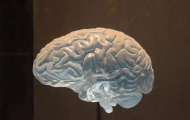 Ученые доказали обратимость смерти мозга