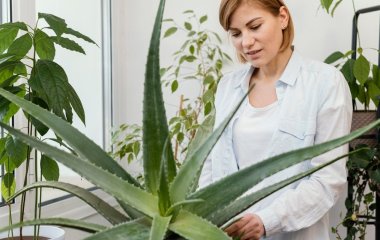 Стоїть практично на кожному підвіконні: ця кімнатна квітка може уповільнити процеси старіння