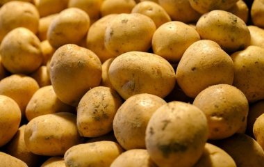 Сусіди неодмінно позаздрять ранньому урожаю картоплі: вкрийте грядки цим матеріалом