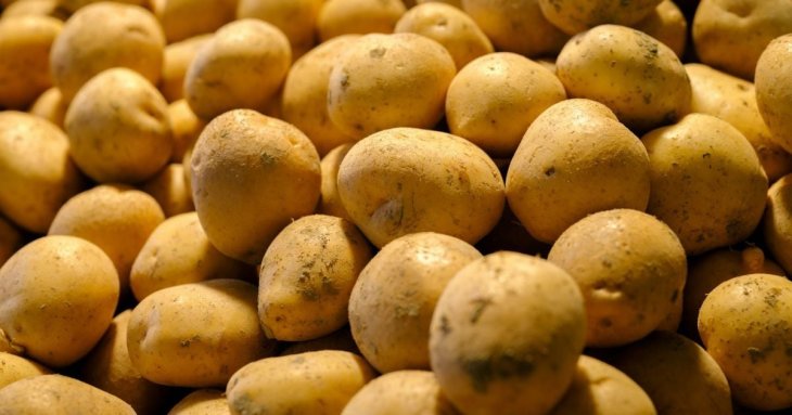 Сусіди неодмінно позаздрять ранньому урожаю картоплі: вкрийте грядки цим матеріалом