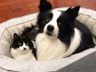 Неразлучные кот и собака завоевали instagram (видео)