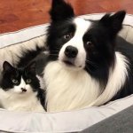 Неразлучные кот и собака завоевали instagram (видео)