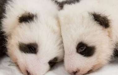Сети покорила встреча панд-близнецов после разлуки (ВИДЕО)