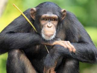 В Индии обезьяна помогла водителю «рулить» маршруткой (ВИДЕО)