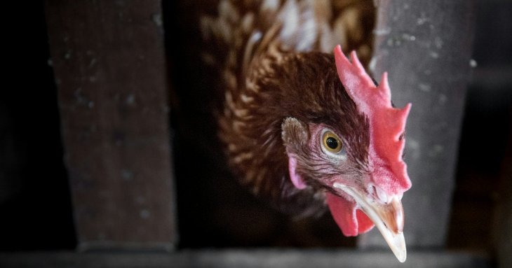 Чому кури їдять власні яйця і як назавжди позбутися цієї шкідливої звички