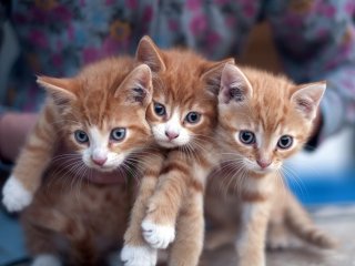 Котенок поставил на место игривого щенка (ВИДЕО)