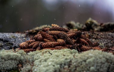 Принесіть шишки з лісу: ви навіть не уявляєте, наскільки вони корисні для саду та городу