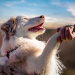 Сети насмешила собака, которая обожает пылесос (ВИДЕО)