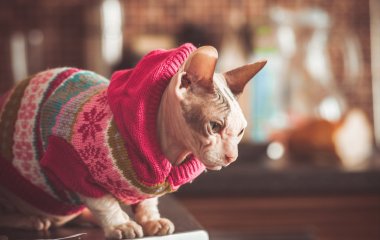 Мережі насмішили коти-сфінкси, які жадібно поїдають огірки (ВІДЕО)