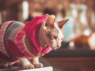 Сети насмешили коты-сфинксы, жадно поедающие огурцы (ВИДЕО)