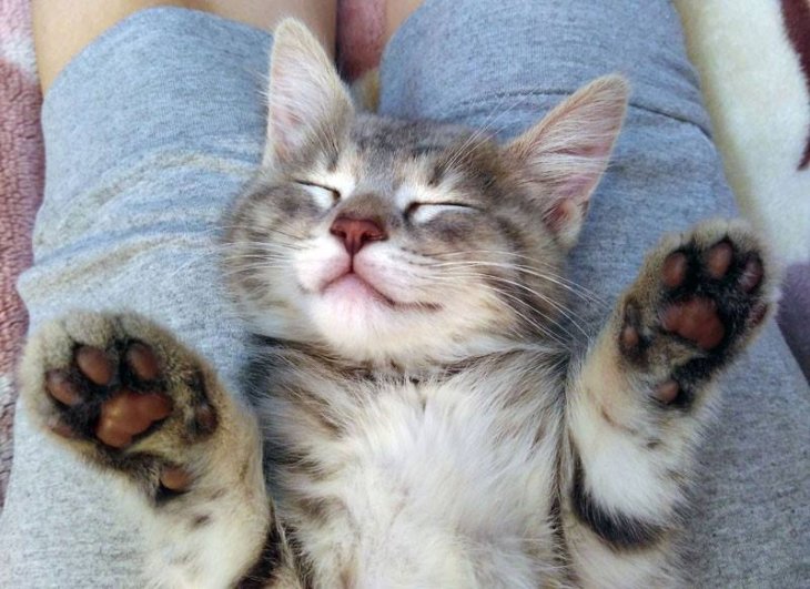 Сеть насмешила фотка строгой мамы-кошки