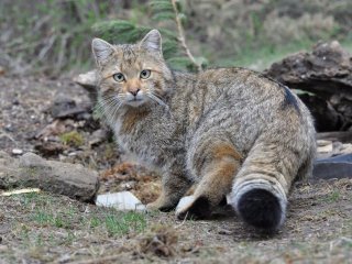 Кіт знайшов кумедний спосіб помститися кроту, що втік від нього (ВІДЕО)