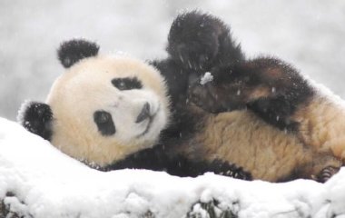 Сети насмешила реакция панды на снег (ФОТО)