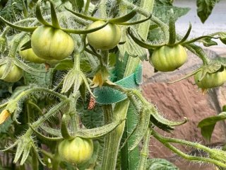 Помідори не зав’язують плоди через спеку — обприскайте кущі цим розчином і врожай вдасться врятувати
