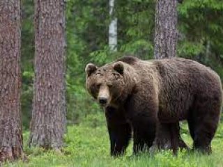 Жінка скористалася «вчительським голосом», щоб прогнати ведмедя (ВІДЕО)