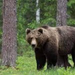 Женщина воспользовалась «учительским голосом», чтобы прогнать медведя (ВИДЕО)