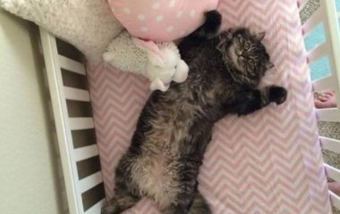 Смешные животные, которые вызовут улыбку и поднимут настроение (фото)