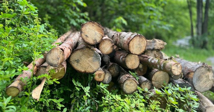 Які дрова можна безкоштовно збирати в лісі: що дозволено, а за що оштрафують